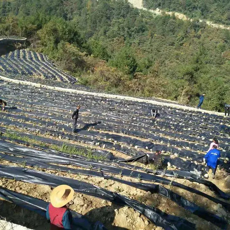 Biodegradable Agricultural Weed Barrier Fabric
