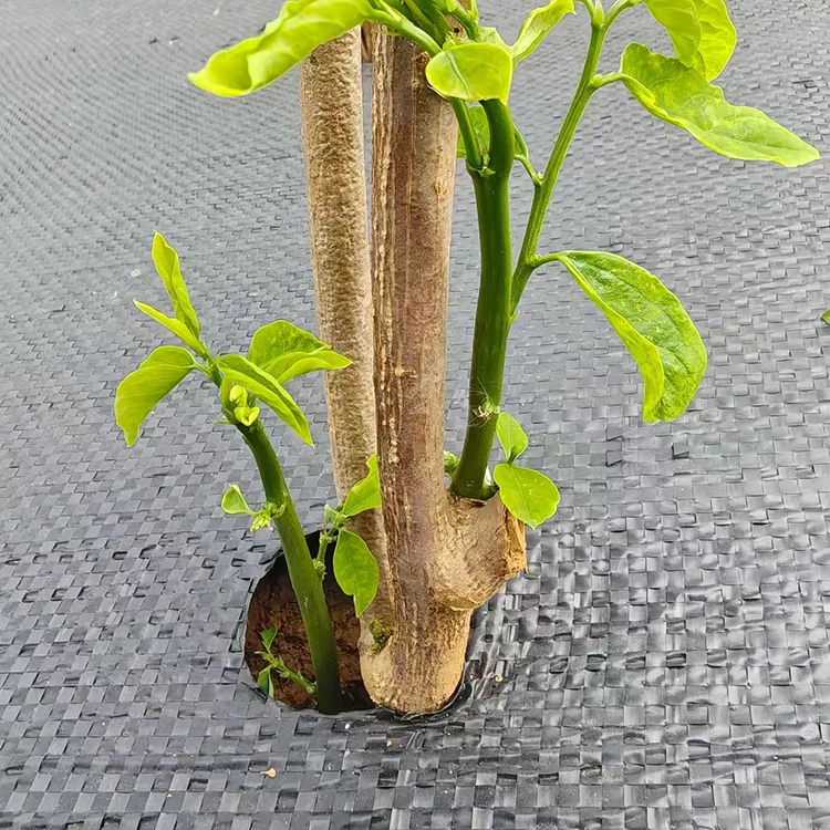 Kain Kawalan Rumpai Berlubang